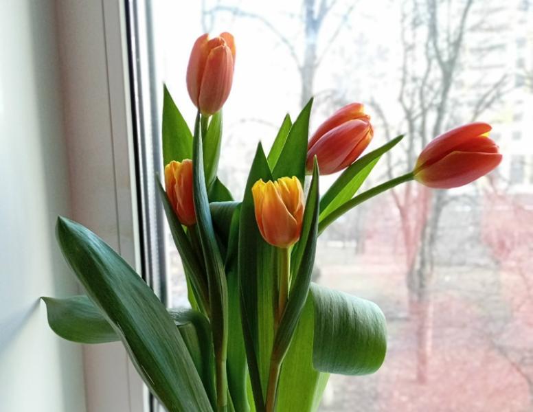 В Рязанской области тюльпаны выращивают всего три фермерских хозяйства